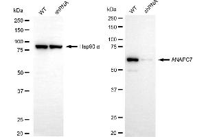 Western blotting analysis using ANAPC7 antibody (ABIN7797598).