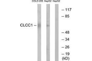 Western blot analysis of extracts from COLO/HepG2 cells, using CLCC1 Antibody. (CLCC1 antibody  (AA 391-440))