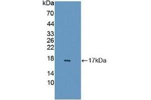 Detection of Recombinant GABARAPL2, Human using Polyclonal Antibody to GABA-A Receptor Associated Protein Like Protein 2 (GABARAPL2) (GABARAPL2 antibody  (AA 1-117))