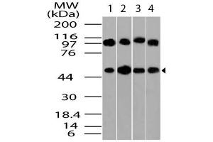 Image no. 1 for anti-Tubulin, beta (TUBB) (AA 200-444) antibody (ABIN5027611) (TUBB antibody  (AA 200-444))