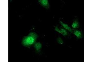 Anti-SDS mouse monoclonal antibody (ABIN2455350) immunofluorescent staining of COS7 cells transiently transfected by pCMV6-ENTRY SDS (RC217814). (serine Dehydratase antibody)