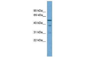 TINAG antibody used at 1 ug/ml to detect target protein. (TINAG antibody  (Middle Region))