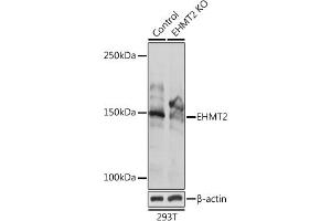 Western blot analysis of extracts from normal (control) and EHMT2 Rabbit pAb knockout (KO) 293T cells, using EHMT2 Rabbit pAb antibody (ABIN3021840, ABIN3021841, ABIN3021842 and ABIN6216110) at 1:1000 dilution. (EHMT2 antibody  (AA 877-1176))