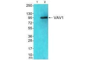 Western blot analysis of extracts from JK cells (Lane 2), using VAV1 (Ab-174) antiobdy. (VAV1 antibody  (Tyr174))