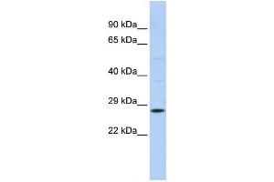 Western Blotting (WB) image for anti-RAB38, Member RAS Oncogene Family (RAB38) antibody (ABIN2458672)