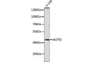Western blot analysis of extracts of A-549 cells, using  antibody (ABIN7265597) at 1:1000 dilution.