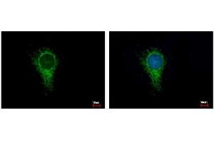 ICC/IF Image IDH3A antibody detects IDH3A protein at Mitochondria by immunofluorescent analysis. (IDH3A antibody)