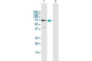 Western Blot analysis of HDAC10 expression in transfected 293T cell line by HDAC10 MaxPab polyclonal antibody. (HDAC10 antibody  (AA 1-669))