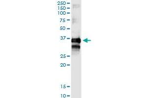 Immunoprecipitation of TTC1 transfected lysate using anti-TTC1 MaxPab rabbit polyclonal antibody and Protein A Magnetic Bead , and immunoblotted with TTC1 purified MaxPab mouse polyclonal antibody (B01P) . (TTC1 antibody  (AA 1-292))