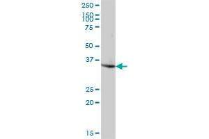 TBC1D10A antibody  (AA 1-329)