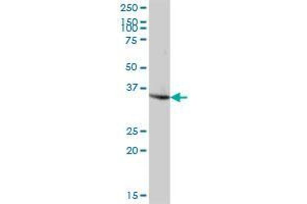 TBC1D10A antibody  (AA 1-329)