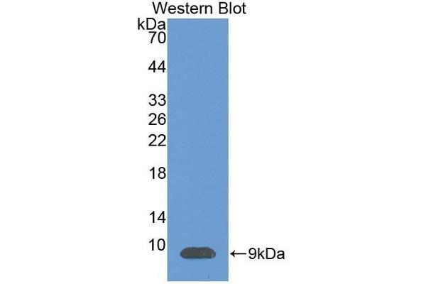 CXCL12 antibody  (AA 23-89)