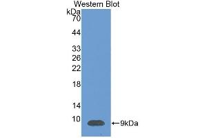 Detection of Recombinant SDF1, Human using Polyclonal Antibody to Stromal Cell Derived Factor 1 (SDF1) (CXCL12 antibody  (AA 23-89))