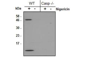 Mouse Caspase-1 (p10) is detected by immunoblotting using anti-Caspase-1 (p10) (mouse), mAb (Casper-2) . (Caspase 1 (p10) antibody)