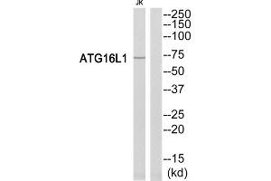 Western Blotting (WB) image for anti-ATG16 Autophagy Related 16-Like 1 (ATG16L1) (Internal Region) antibody (ABIN1850872) (ATG16L1 antibody  (Internal Region))