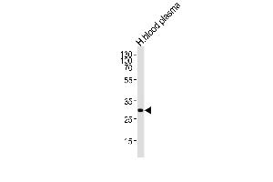 Western blot analysis of lysate from human blood plasma tissue lysate, using C1QA Antibody (Center) (ABIN1944793 and ABIN2838505). (C1QA antibody  (AA 89-103))