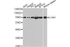 Western blot analysis of extracts of various cell lines, using LTA4H antibody. (LTA4H antibody)
