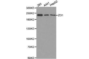 Western blot analysis of extracts of various cell lines, using ZO1 antibody. (TJP1 antibody  (AA 1600-1700))