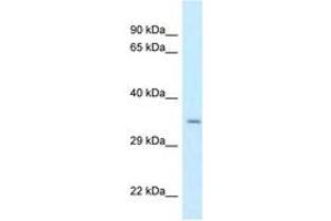 Cpped1 antibody  (AA 194-243)