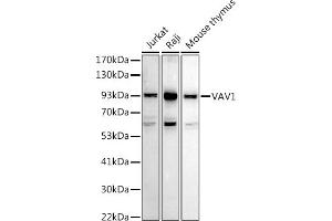 Western blot analysis of extracts of various cell lines, using V antibody (ABIN7271302) at 1:1000 dilution. (VAV1 antibody  (AA 100-200))