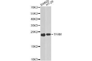 Western blot analysis of extracts of various cell lines, using TFAM antibody (ABIN6290990) at 1:1000 dilution.