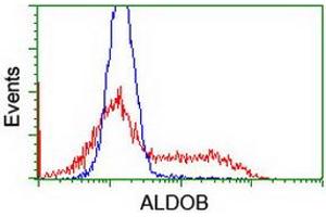 HEK293T cells transfected with either RC220062 overexpress plasmid (Red) or empty vector control plasmid (Blue) were immunostained by anti-ALDOB antibody (ABIN2454575), and then analyzed by flow cytometry. (ALDOB antibody)