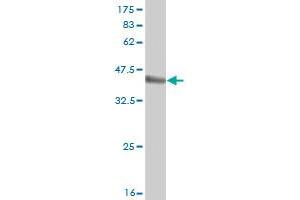 Western Blot detection against Immunogen (36. (RBCK1 antibody  (AA 3-99))