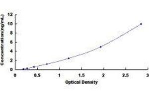 Lysyl Oxidase-Like 3 (LOXL3) ELISA Kit