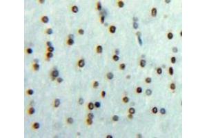 Used in DAB staining on fromalin fixed paraffin-embedded Brain tissue (EGR3 antibody  (AA 98-363))
