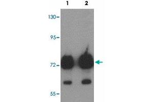 Western blot analysis of ATAD3B in human kidney tissue lysate with ATAD3B polyclonal antibody  at (1) 1 and (2) 2 ug/mL. (ATAD3B antibody  (C-Term))