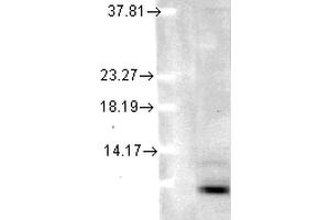 Western Blot analysis of Human cell lysates showing detection of Ubiquitin protein using Mouse Anti-Ubiquitin Monoclonal Antibody, Clone 5B9-B3 . (Ubiquitin antibody  (PerCP))