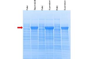 SDS-PAGE of recombinant protein D/ pGEX-2T plasmid transformed in Rosetta strain.
