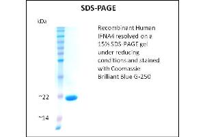 IFNA4 Protein