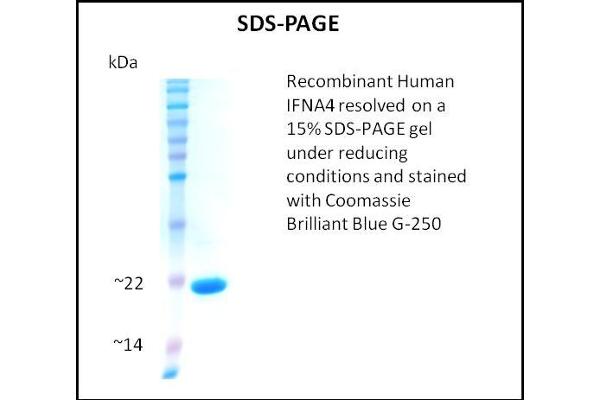 IFNA4 Protein