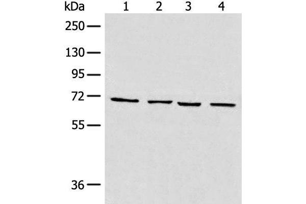 MAPK4 antibody