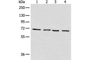 Western blot analysis of 293T cell Human heart tissue Raji and LNCAP cell lysates using MAPK4 Polyclonal Antibody at dilution of 1:550 (MAPK4 antibody)