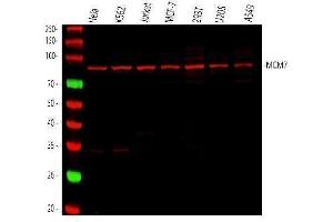 Western blot analysis of MCM7 using anti-MCM7 antibody (ABIN7601968).