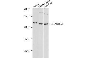 Western blot analysis of extracts of various cell lines, using CRACR2A antibody. (EFCAB4B antibody)