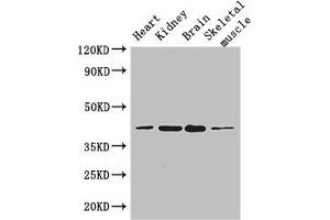 Western Blot Positive WB detected in: Mouse heart tissue, Mouse kidney tissue, Mouse brain tissue, Mouse skeletal muscle tissue All lanes: PARD6G antibody at 3. (PARD6G antibody  (AA 249-326))