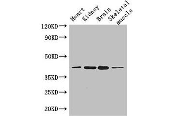 PARD6G Antikörper  (AA 249-326)