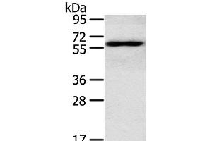 Western Blot analysis of TM4 cell using RORA Polyclonal Antibody at dilution of 1:400 (RORA antibody)
