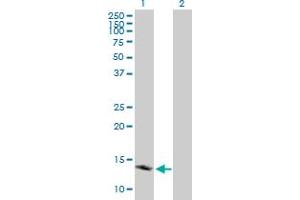 Western Blot analysis of TSPO expression in transfected 293T cell line by TSPO MaxPab polyclonal antibody. (TSPO antibody  (AA 1-169))