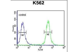 TREF1 Antibody (C-term) (ABIN653305 and ABIN2842805) flow cytometric analysis of K562 cells (right histogram) compared to a negative control cell (left histogram). (TRERF1 antibody  (C-Term))