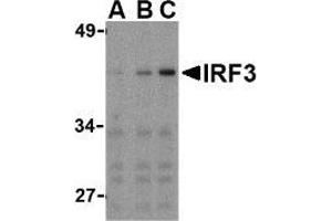 Western blot analysis of IRF3 in Ramos whole cell lysate with AP30447PU-N IRF3 antibody at (A) 1, (B) 2, and (C) 4 μg/ml. (IRF3 antibody  (C-Term))