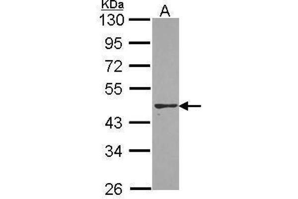 PON2 antibody
