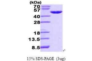 SDS-PAGE (SDS) image for Proliferation-Associated 2G4, 38kDa (PA2G4) (AA 1-394) protein (His tag) (ABIN666989)