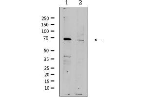 Western blot analysis of extracts from various samples, using ZP4 Antibody. (ZP4 antibody  (Internal Region))