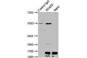 Western Blotting (WB) image for anti-H2A Histone Family, Member Z (H2AFZ) (acLys4) antibody (ABIN7139181)