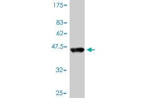 Western Blot detection against Immunogen (41. (POLR2D antibody  (AA 1-142))