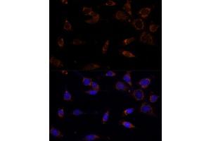Immunofluorescence analysis of NIH-3T3 cells using MTCH2 Polyclonal Antibody  at dilution of 1:100 (40x lens). (MTCH2 antibody  (AA 30-175))